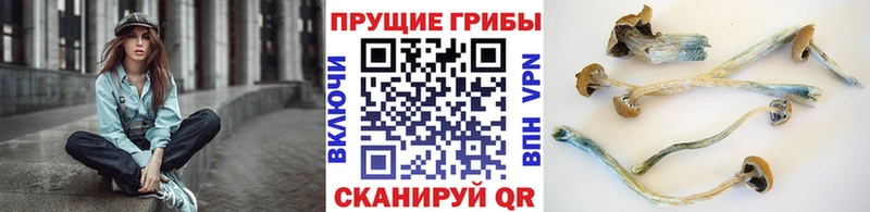 Галлюциногенные грибы GOLDEN TEACHER  Купить закладки  Стерлитамак 